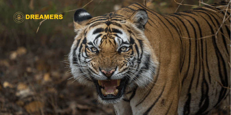 Tiger Reserves in India