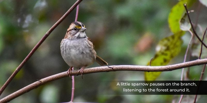 Sparrow sitting on a tree branch - World Sparrow Day 2026