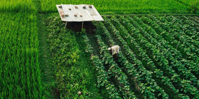 Agriculture Production in India: Major Crops & Ranking agriculture farming