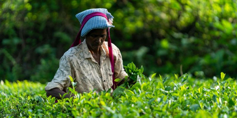 Agriculture Production in India: Major Crops & Ranking agriculture production
