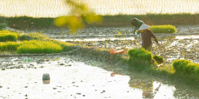 Agriculture Production in India: Major Crops & Ranking cultivation of crops