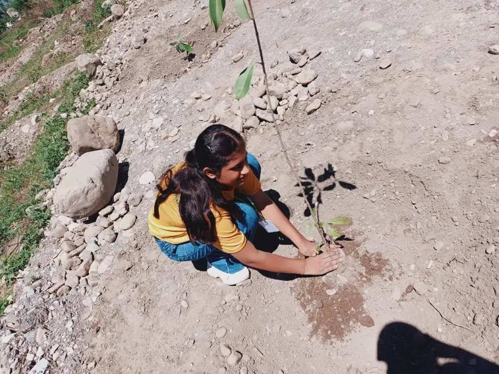 Promoting Sustainability Through Tree Plantation